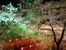 Ini Prediksi Bunga Sakura Mekar Lebih Awal Dari Biasanya