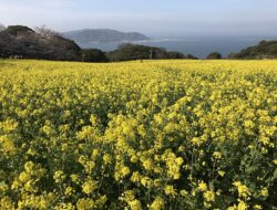 Menikmati Keindahan Bunga Sepanjang tahun di Pulau Nokonoshima