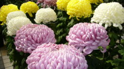 Bunga Favorit Untuk Perayaan Tahun Baru di Jepang